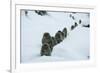 Japanese Macaque - Snow Monkey (Macaca Fuscata) Group Walking Along Snow Trail in Heavy Snow-Yukihiro Fukuda-Framed Photographic Print