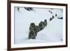 Japanese Macaque - Snow Monkey (Macaca Fuscata) Group Walking Along Snow Trail in Heavy Snow-Yukihiro Fukuda-Framed Photographic Print