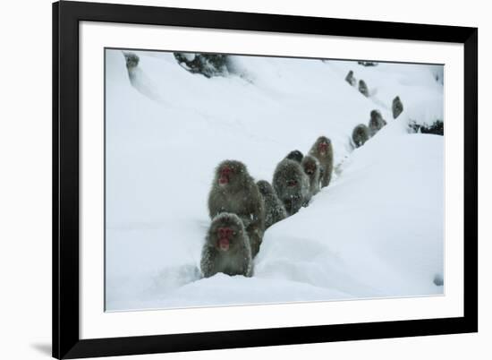 Japanese Macaque - Snow Monkey (Macaca Fuscata) Group Walking Along Snow Trail in Heavy Snow-Yukihiro Fukuda-Framed Photographic Print