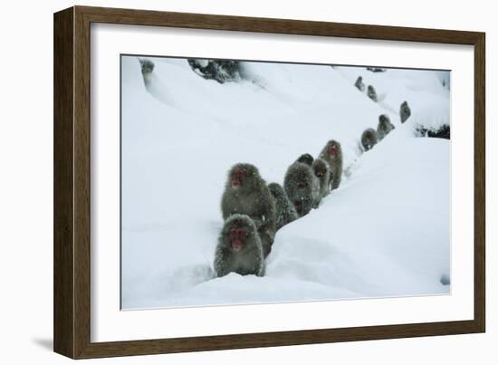 Japanese Macaque - Snow Monkey (Macaca Fuscata) Group Walking Along Snow Trail in Heavy Snow-Yukihiro Fukuda-Framed Photographic Print