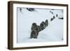 Japanese Macaque - Snow Monkey (Macaca Fuscata) Group Walking Along Snow Trail in Heavy Snow-Yukihiro Fukuda-Framed Photographic Print