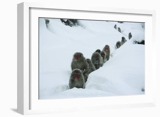 Japanese Macaque - Snow Monkey (Macaca Fuscata) Group Walking Along Snow Trail in Heavy Snow-Yukihiro Fukuda-Framed Photographic Print