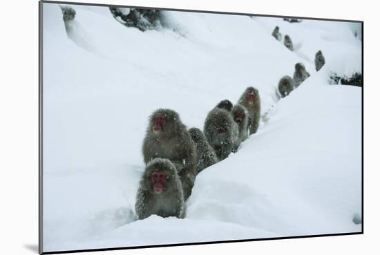 Japanese Macaque - Snow Monkey (Macaca Fuscata) Group Walking Along Snow Trail in Heavy Snow-Yukihiro Fukuda-Mounted Photographic Print