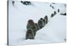 Japanese Macaque - Snow Monkey (Macaca Fuscata) Group Walking Along Snow Trail in Heavy Snow-Yukihiro Fukuda-Stretched Canvas