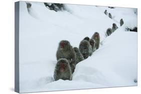 Japanese Macaque - Snow Monkey (Macaca Fuscata) Group Walking Along Snow Trail in Heavy Snow-Yukihiro Fukuda-Stretched Canvas