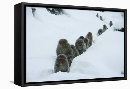 Japanese Macaque - Snow Monkey (Macaca Fuscata) Group Walking Along Snow Trail in Heavy Snow-Yukihiro Fukuda-Framed Stretched Canvas