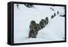 Japanese Macaque - Snow Monkey (Macaca Fuscata) Group Walking Along Snow Trail in Heavy Snow-Yukihiro Fukuda-Framed Stretched Canvas