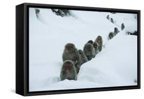 Japanese Macaque - Snow Monkey (Macaca Fuscata) Group Walking Along Snow Trail in Heavy Snow-Yukihiro Fukuda-Framed Stretched Canvas