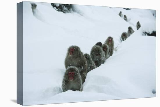 Japanese Macaque - Snow Monkey (Macaca Fuscata) Group Walking Along Snow Trail in Heavy Snow-Yukihiro Fukuda-Stretched Canvas