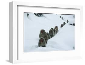 Japanese Macaque - Snow Monkey (Macaca Fuscata) Group Walking Along Snow Trail in Heavy Snow-Yukihiro Fukuda-Framed Photographic Print