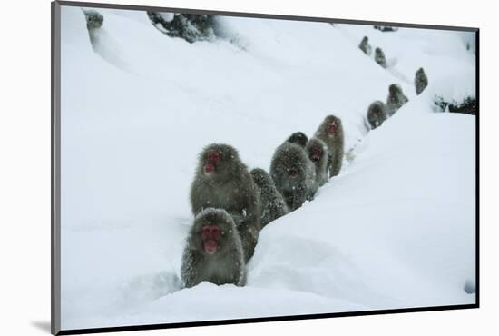 Japanese Macaque - Snow Monkey (Macaca Fuscata) Group Walking Along Snow Trail in Heavy Snow-Yukihiro Fukuda-Mounted Photographic Print