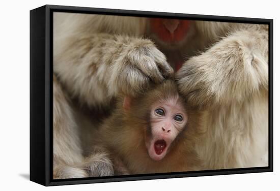 Japanese Macaque - Snow Monkey (Macaca Fuscata) Mother Grooming Four-Day-Old Newborn Baby-Yukihiro Fukuda-Framed Stretched Canvas