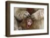 Japanese Macaque - Snow Monkey (Macaca Fuscata) Mother Grooming Four-Day-Old Newborn Baby-Yukihiro Fukuda-Framed Photographic Print