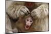 Japanese Macaque - Snow Monkey (Macaca Fuscata) Mother Grooming Four-Day-Old Newborn Baby-Yukihiro Fukuda-Mounted Photographic Print