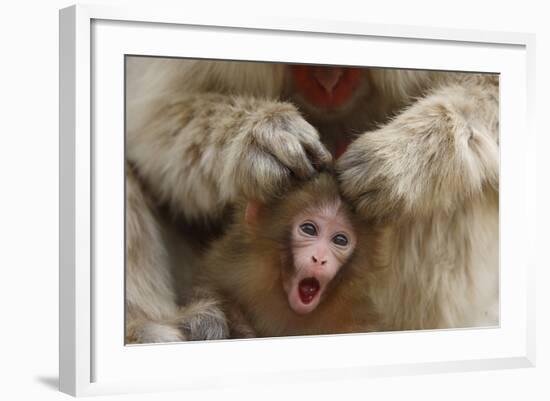 Japanese Macaque - Snow Monkey (Macaca Fuscata) Mother Grooming Four-Day-Old Newborn Baby-Yukihiro Fukuda-Framed Photographic Print