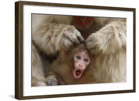 Japanese Macaque - Snow Monkey (Macaca Fuscata) Mother Grooming Four-Day-Old Newborn Baby-Yukihiro Fukuda-Framed Photographic Print