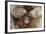 Japanese Macaque - Snow Monkey (Macaca Fuscata) Mother Grooming Four-Day-Old Newborn Baby-Yukihiro Fukuda-Framed Photographic Print