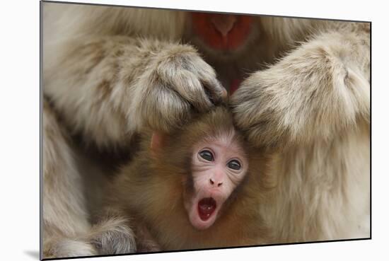 Japanese Macaque - Snow Monkey (Macaca Fuscata) Mother Grooming Four-Day-Old Newborn Baby-Yukihiro Fukuda-Mounted Photographic Print