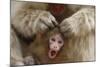 Japanese Macaque - Snow Monkey (Macaca Fuscata) Mother Grooming Four-Day-Old Newborn Baby-Yukihiro Fukuda-Mounted Photographic Print