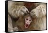 Japanese Macaque - Snow Monkey (Macaca Fuscata) Mother Grooming Four-Day-Old Newborn Baby-Yukihiro Fukuda-Framed Stretched Canvas