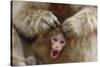 Japanese Macaque - Snow Monkey (Macaca Fuscata) Mother Grooming Four-Day-Old Newborn Baby-Yukihiro Fukuda-Stretched Canvas