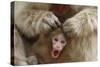 Japanese Macaque - Snow Monkey (Macaca Fuscata) Mother Grooming Four-Day-Old Newborn Baby-Yukihiro Fukuda-Stretched Canvas