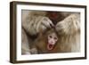 Japanese Macaque - Snow Monkey (Macaca Fuscata) Mother Grooming Four-Day-Old Newborn Baby-Yukihiro Fukuda-Framed Photographic Print