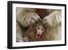 Japanese Macaque - Snow Monkey (Macaca Fuscata) Mother Grooming Four-Day-Old Newborn Baby-Yukihiro Fukuda-Framed Photographic Print