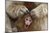 Japanese Macaque - Snow Monkey (Macaca Fuscata) Mother Grooming Four-Day-Old Newborn Baby-Yukihiro Fukuda-Mounted Photographic Print