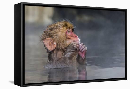 Japanese Macaque (Snow Monkey) (Macata Fuscata), Japan-Andrew Sproule-Framed Stretched Canvas