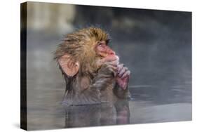 Japanese Macaque (Snow Monkey) (Macata Fuscata), Japan-Andrew Sproule-Stretched Canvas