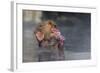 Japanese Macaque (Snow Monkey) (Macata Fuscata), Japan-Andrew Sproule-Framed Photographic Print