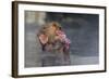 Japanese Macaque (Snow Monkey) (Macata Fuscata), Japan-Andrew Sproule-Framed Photographic Print