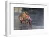 Japanese Macaque (Snow Monkey) (Macata Fuscata), Japan-Andrew Sproule-Framed Photographic Print