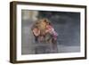 Japanese Macaque (Snow Monkey) (Macata Fuscata), Japan-Andrew Sproule-Framed Photographic Print