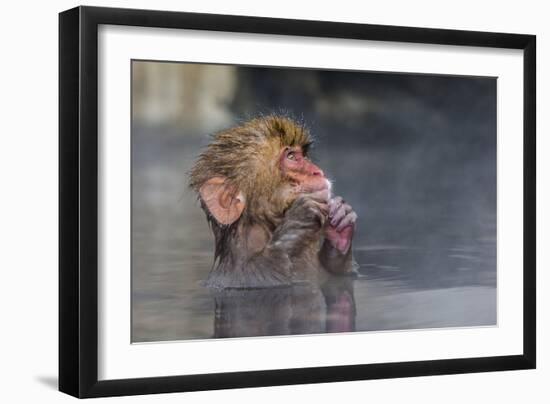 Japanese Macaque (Snow Monkey) (Macata Fuscata), Japan-Andrew Sproule-Framed Photographic Print