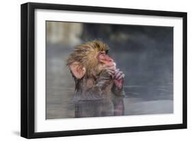 Japanese Macaque (Snow Monkey) (Macata Fuscata), Japan-Andrew Sproule-Framed Photographic Print