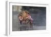 Japanese Macaque (Snow Monkey) (Macata Fuscata), Japan-Andrew Sproule-Framed Photographic Print