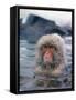 Japanese Macaque, Snow Monkey Sitting in Waters of Hot Spring in Shiga Mountains During a Snowfall-Co Rentmeester-Framed Stretched Canvas