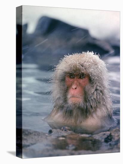 Japanese Macaque, Snow Monkey Sitting in Waters of Hot Spring in Shiga Mountains During a Snowfall-Co Rentmeester-Stretched Canvas