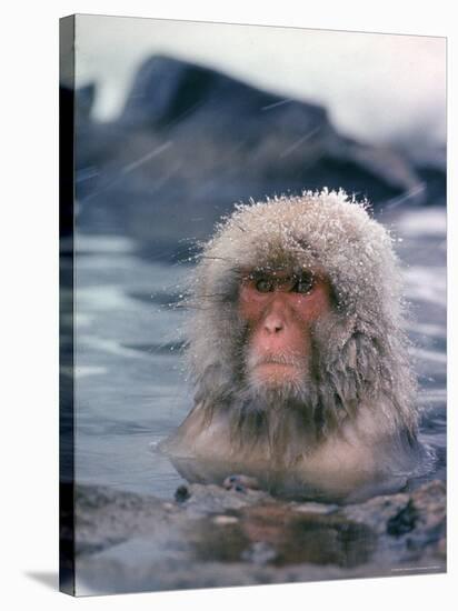Japanese Macaque, Snow Monkey Sitting in Waters of Hot Spring in Shiga Mountains During a Snowfall-Co Rentmeester-Stretched Canvas