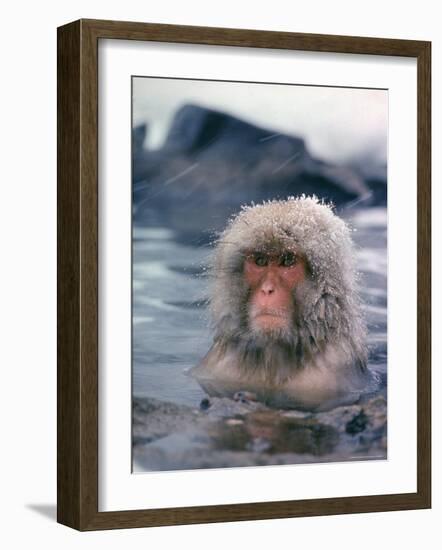 Japanese Macaque, Snow Monkey Sitting in Waters of Hot Spring in Shiga Mountains During a Snowfall-Co Rentmeester-Framed Photographic Print