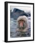 Japanese Macaque, Snow Monkey Sitting in Waters of Hot Spring in Shiga Mountains During a Snowfall-Co Rentmeester-Framed Photographic Print