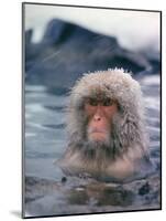 Japanese Macaque, Snow Monkey Sitting in Waters of Hot Spring in Shiga Mountains During a Snowfall-Co Rentmeester-Mounted Photographic Print