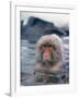 Japanese Macaque, Snow Monkey Sitting in Waters of Hot Spring in Shiga Mountains During a Snowfall-Co Rentmeester-Framed Photographic Print