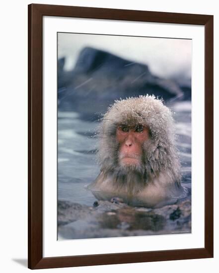 Japanese Macaque, Snow Monkey Sitting in Waters of Hot Spring in Shiga Mountains During a Snowfall-Co Rentmeester-Framed Photographic Print