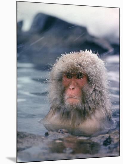 Japanese Macaque, Snow Monkey Sitting in Waters of Hot Spring in Shiga Mountains During a Snowfall-Co Rentmeester-Mounted Photographic Print