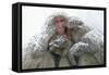 Japanese Macaque Tree in Snow-null-Framed Stretched Canvas