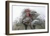 Japanese Macaque Tree in Snow-null-Framed Photographic Print