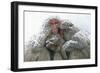 Japanese Macaque Tree in Snow-null-Framed Photographic Print